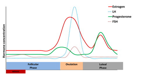 a graph showing hormones during the menstrual cycle