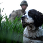 A dog and Dog handler. Do Vets add diversity to decision making?